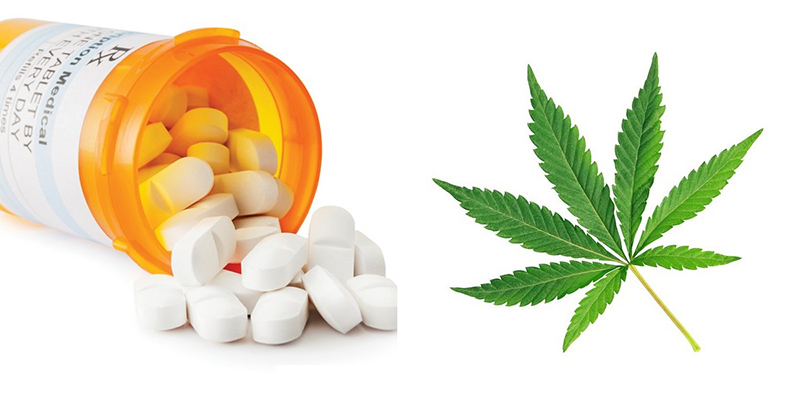 Medical Marijuana Preferred Over Opioids for Managing Pain