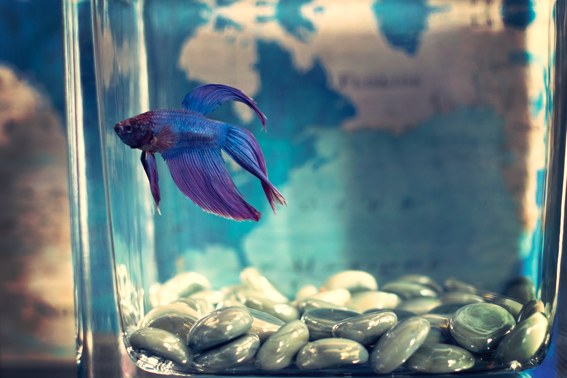 How Pet Fish Can Reduce the Aches and Pains of Stress